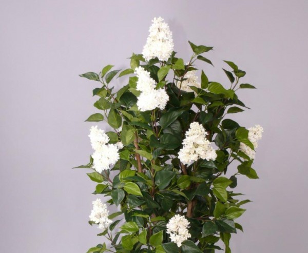 Flieder mit 1672 Blättern, weissen Blüten, Höhe 120cm