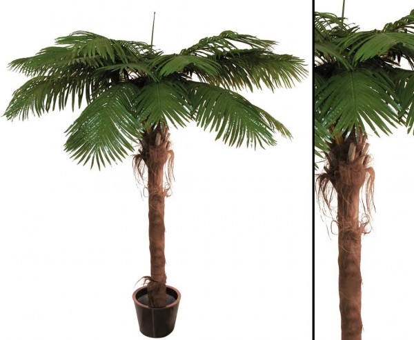 Phönixpalme mit 10 Wedel Palmfaserstamm 270cm