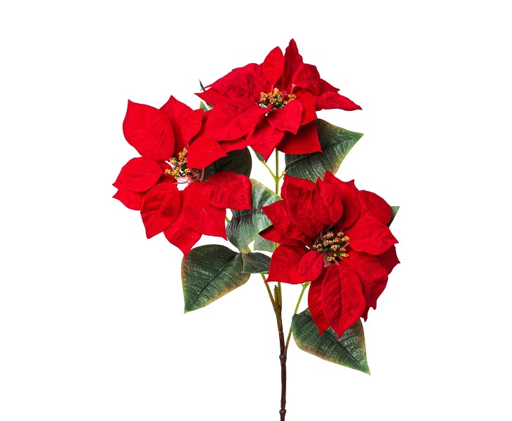 Weihnachtsstern-Poinsettie-3fach-Busch-rot-88cm3jaoWDPf7Hn8j