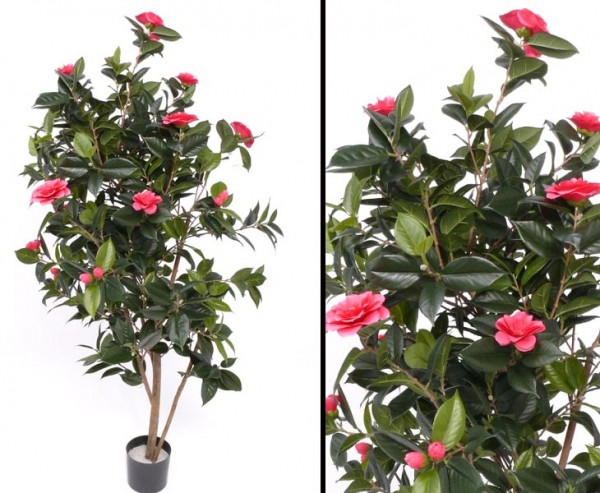 Kamelien- Camellia Japonica Baum mit 20 hellrosa Blüten Höhe ca.155cm