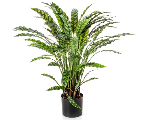 Zimmerpflanze Calathea Insigne 84cm mit 77 Blätter im Topf