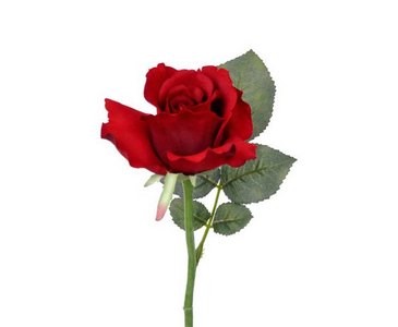 Rose, Seidenblume Alice, rötliche Blüte mit einem Durch. von 8cm