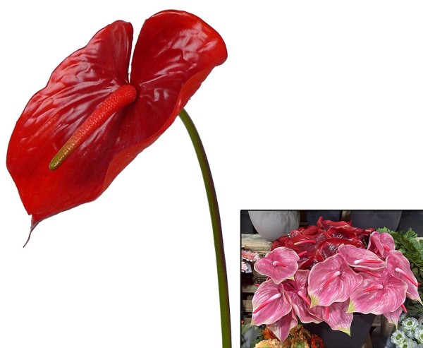 Anthurium Flamingo Kunstblume 70cm Blüte Länge 17cm rot farbig