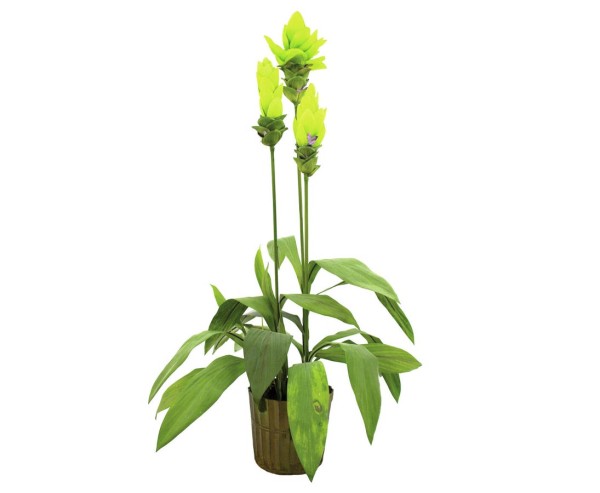 Künstliche Ingwerlilie mit 20 Blätter, Höhe ca. 95cm mit Topf