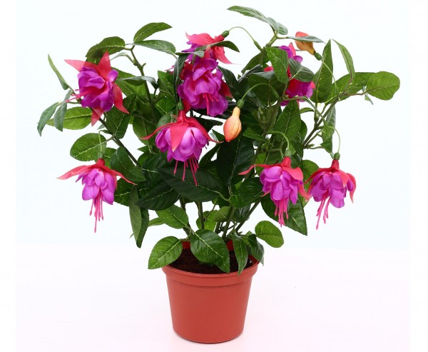 Kunstpflanze Fuchsia 30cm hoch mit Übertopf mit pink/violetten Blüten