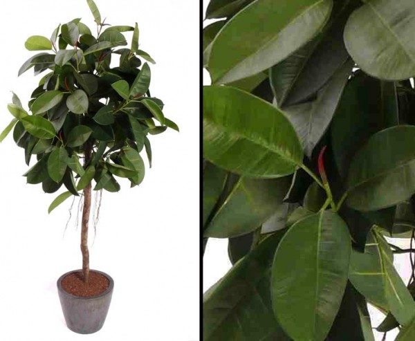 Künstlicher Ficus Gummibaum Höhe ca. 150cm
