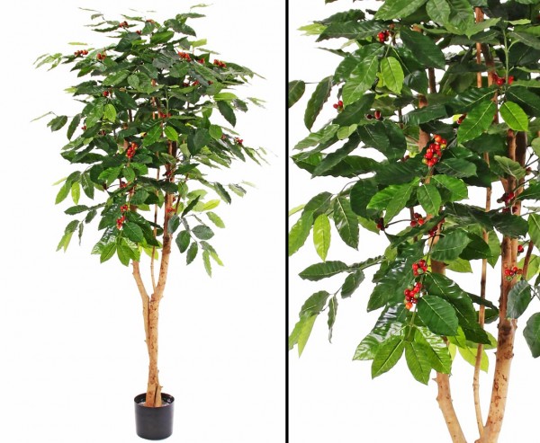 Kaffee Kunstbaum mit 396 Bohnen und 480 Blättern Höhe 180cm