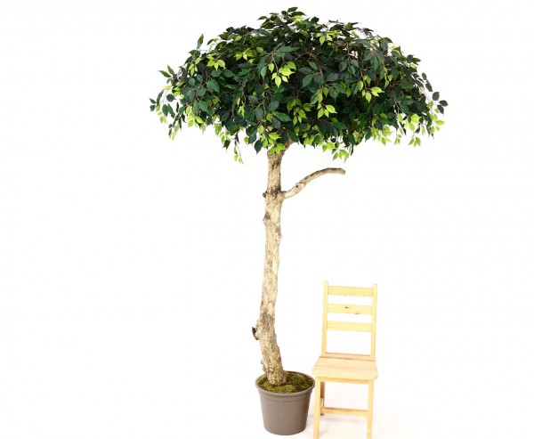 Ficus Kunstbaum in Schirmform 275cm mit Echtholzstamm und grüne Blätter