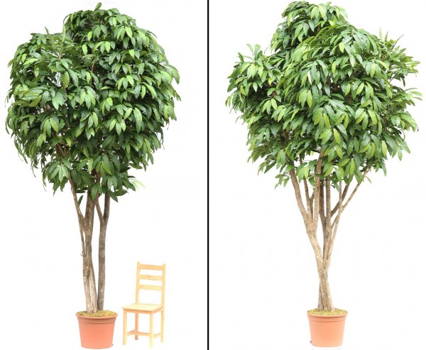 Kastanien Kunstbaum 400cm mit 3680 Blätter und Naturstämme im Topf