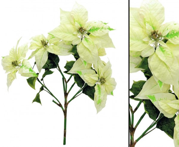 Christstern Busch cremefarben, Höhe 60cm