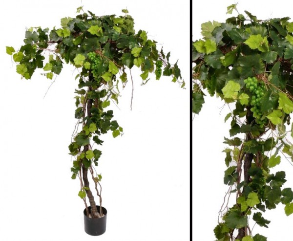 Weinstock, mit ca. 440 Blättern, 10 Traubenbündel, Höhe ca. 180cm