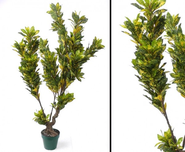 Aucuba Baum, im Plastiktopf, Höhe ca. 125cm