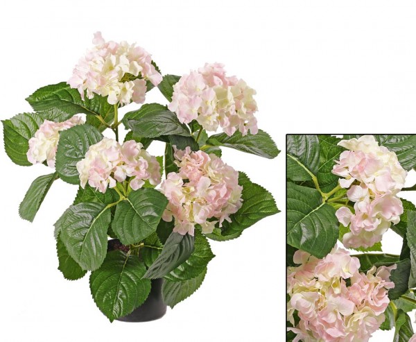 Hortensien mit 5 creme rosa farbigen Blüten Höhe 42cm