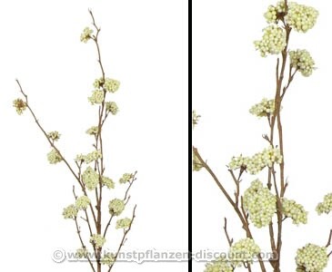 Schönfrucht Callicarpa, Beerenbündel cremefarbig, 99cm