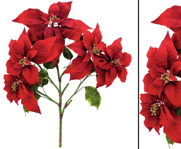Weihnachtsstern Busch rot, Höhe 60cm
