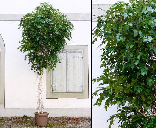Maxi Kunstbaum Birke 300cm mit Naturstämmen und 4284 Textilfaser Blätter