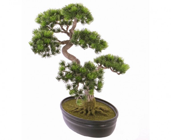 Japanischer Pinien Bonsai mit ca. 318 Blättern, Höhe ca. 40cm