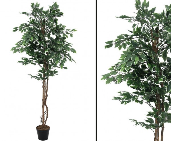 Silberficus Benjamini mit Naturstämme, 1008 Blätter, Höhe 180cm
