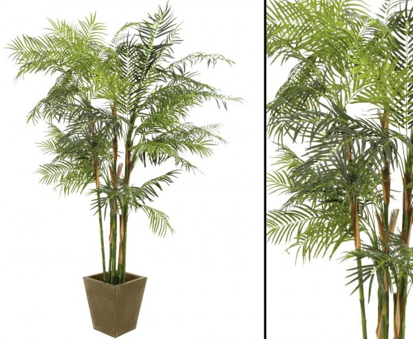 Cycusrohrpalme Höhe ca. 280cm mit Zementtopf