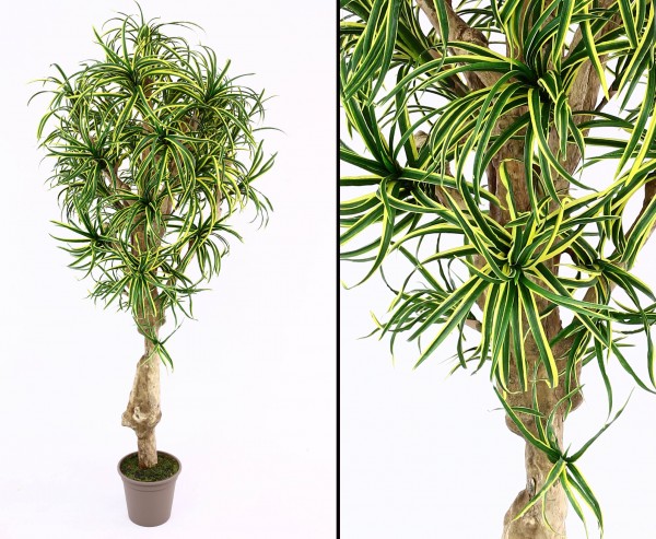Dracena Yucca Kunstpalme mit 784 Blätter grün gelb 175cm hoch mit Naturstamm
