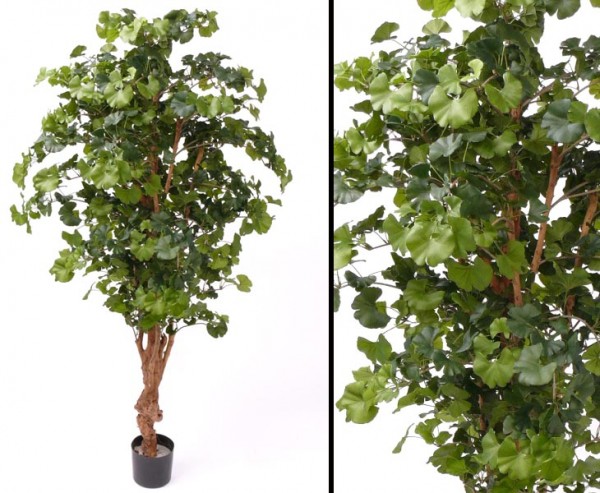 Ginkgo Sweet künstlich mit 1144 Blätter Höhe ca. 150cm