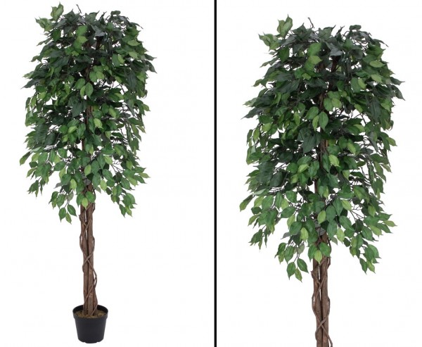 Ficus-Benjamini mit Multi Stamm 1548 Blätter 180cm hoch