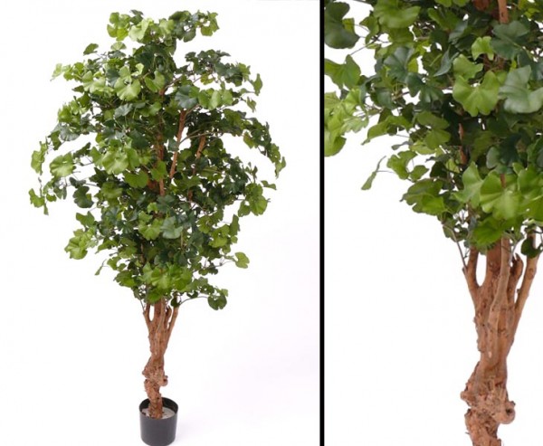 Ginkgo Sweet Kunstbaum mit 1456 Blätter, Höhe ca 180cm