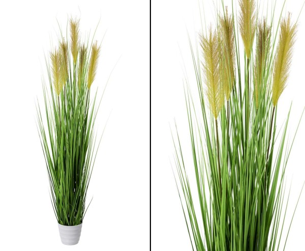 Gras 5 fach blühend gelb- bräunlich Höhe ca.150cm im weißen Topf