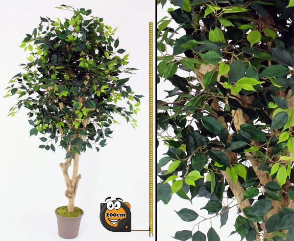 Kunstbaum Ficus Premium 200cm und Echtholzstamm mit Ästen