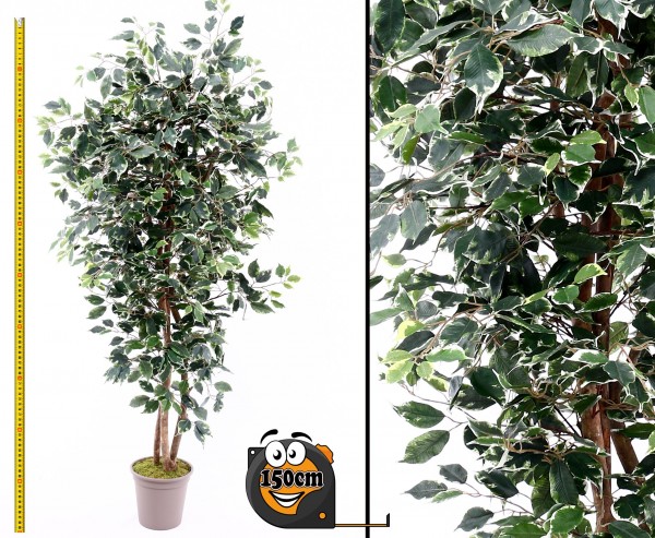 Künstlicher Ficus Elegance 150cm mit mehreren Naturstämmen
