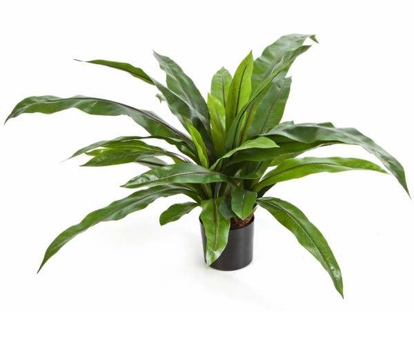 Kunstpflanze Asplenium Farn 80cm mit 33 Blätter im Topf