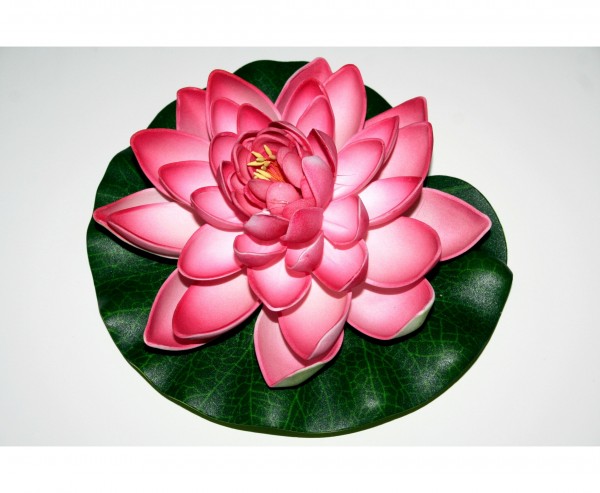 Schwimmende Seerose mit rot weiß farbiger Blüte, Durch. 17,5cm