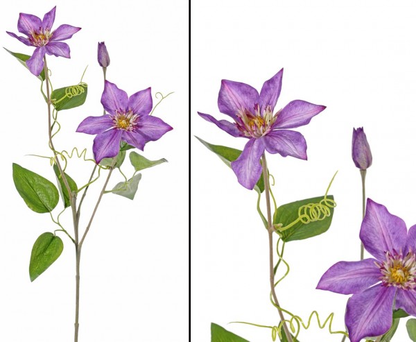 Waldreben Clematis mit 2 Blüten und 1 Knospe lila farbig Höhe 76cm