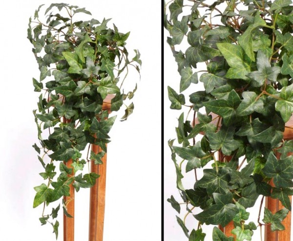Efeu Ranke, Hedera helix telecurl, mit ca. 164 Blätter, Höhe ca. 60cm