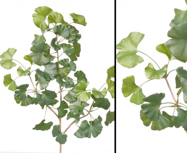 Sweet Gingko Zweig mit 48 Blätter, Länge 72cm