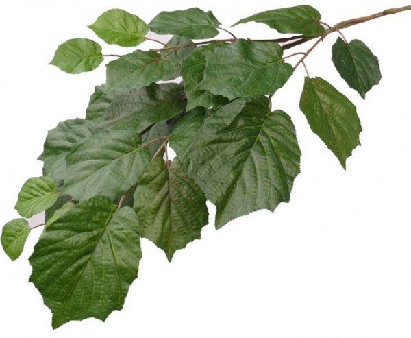 Lindenblatt Zweig, schwer entflammbar mit 25 Blätter, Länge 75cm