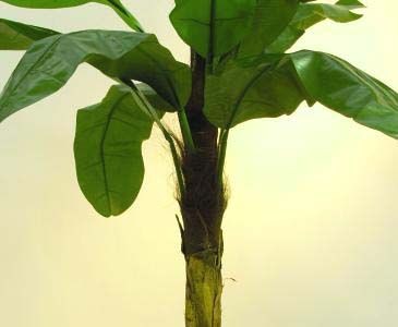bananenbaum