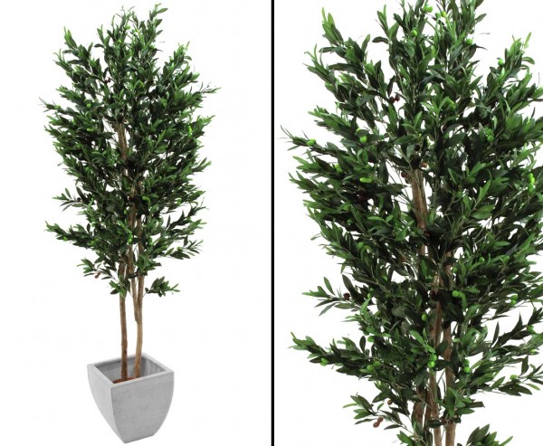 Olivenbaum, 2-stämmig, mit Oliven, 250cm