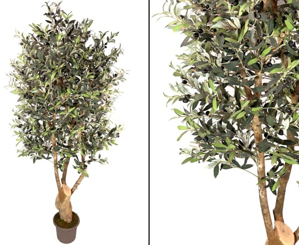 Olivenbaum 200cm mit ca. 5720 Blättern 168 Oliven und Naturstamm und Verästelungen