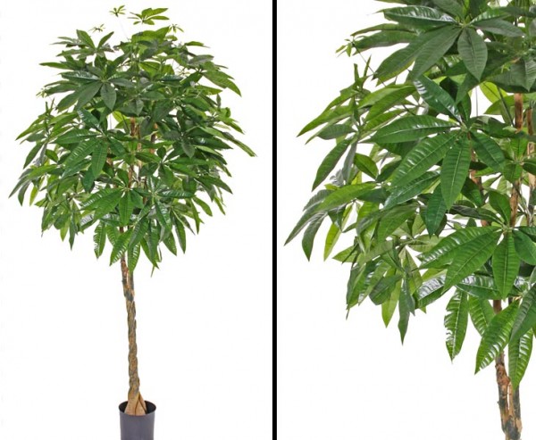 Kunstbaum Pachira gedrehter Stamm 667 Blättern 180cm