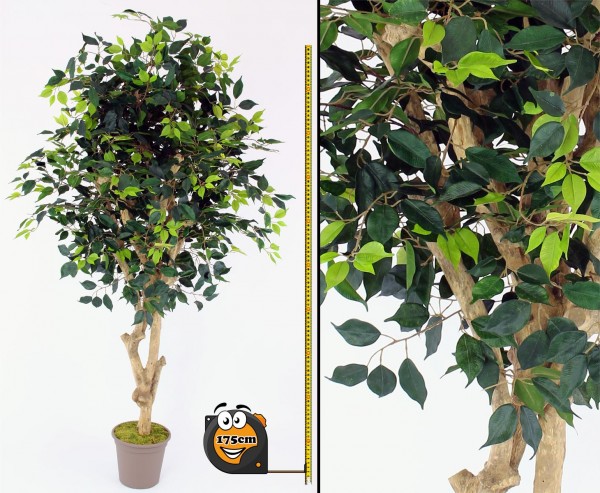 Ficus Kunstbaum Premium 175cm Echtholzstamm mit Ästen