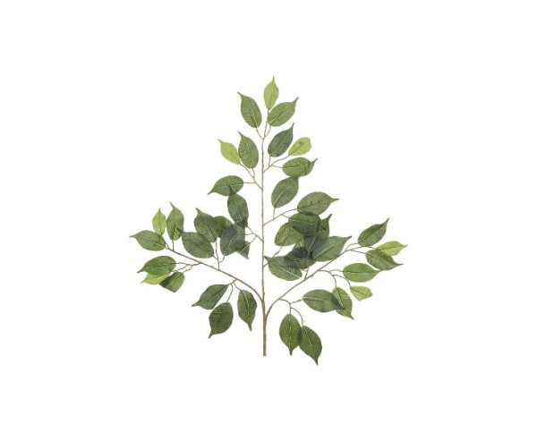 Ficus Zweige Set mit 12 Zweigen und je 42 Blätter Höhe 55cm