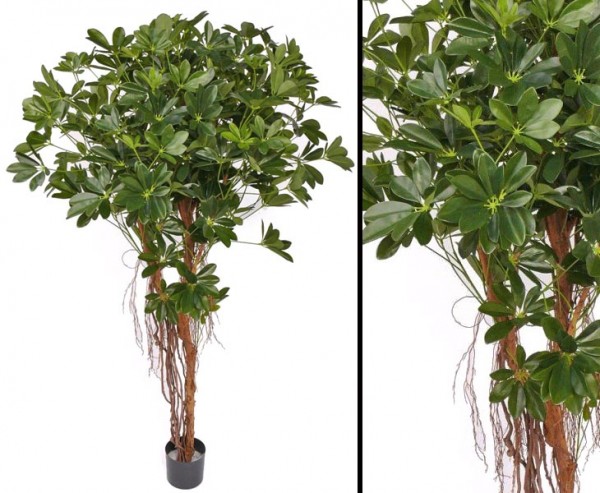 Schefflera Baby, mit ca. 1927 Blätter, Höhe 150cm