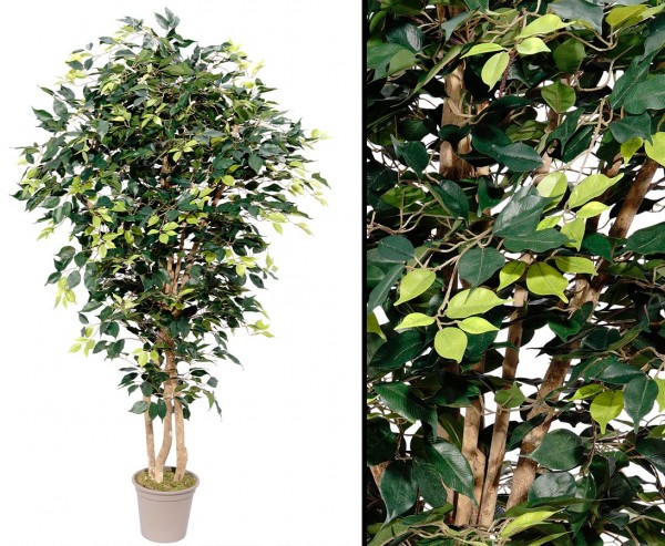 Kunstbaum Ficus 200cm hoch mit grünen Blättern und Naturstämmen