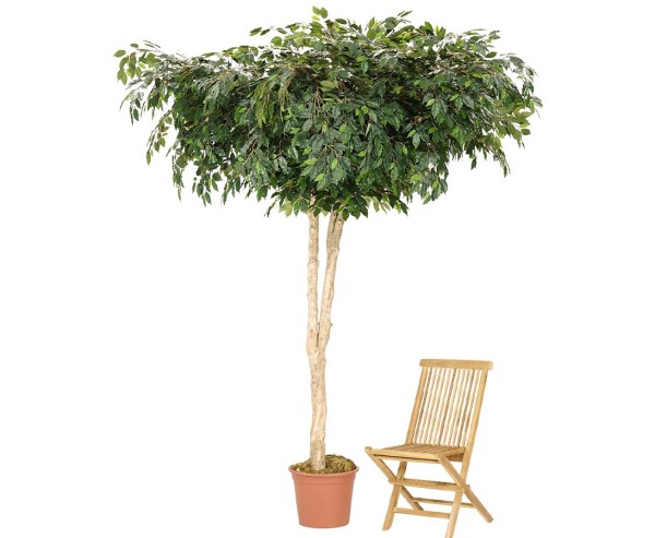 Ficus Kunstbaum in Schirmform 275cm und einen Durchmesser von 180cm mit grünen Blättern