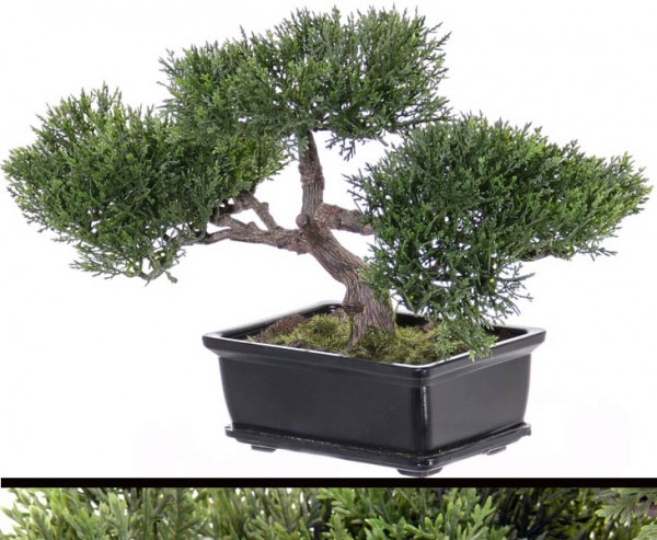 Bonsai Ceder, ca.113 Blätter mit Schale, ca 23cm