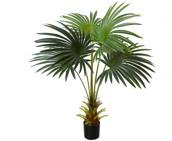 Farn Palme mit dickem kurzen Stamm 95cm