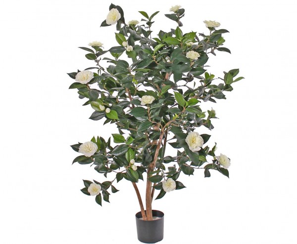 Kamelien- Camellia Japonica Baum mit 762 Blättern und 36 weißen Blüten Höhe ca.135cm