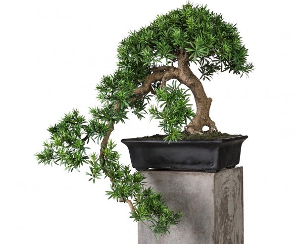 Künstlicher Bonsai Podocarpus mit 64cm und Ästen mit 80cm in Faserzement Schale