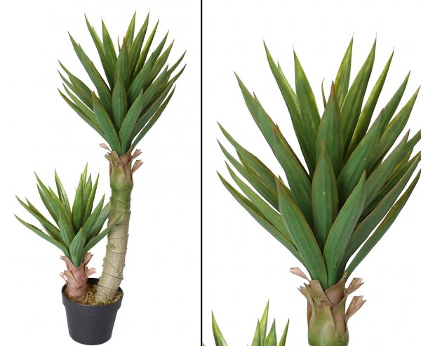 Aloe Ferox mit 54 Blättern Höhe ca. 90cm im Plastiktopf